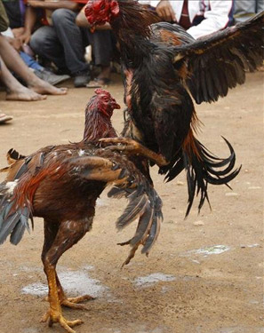desmantelada-una-casa-de-apuestas-que-organizaba-peleas-de-gallos-dopados-1